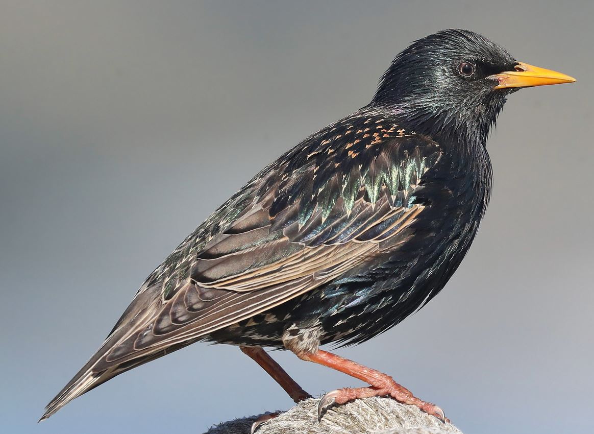A European starling with glossy iridescent speckled plumage perched inside an ornate 18th century brass birdcage, the cage sitting on a windowsill beside sheets of music, soft daylight through leaded glass panes